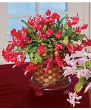 Christmas Cactus Christmas 