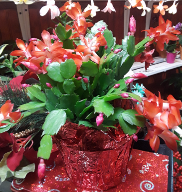 CHRISTMAS CACTUS CHRISTMAS SEAZON