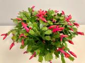 Christmas Cactus Flowering Plant