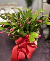 Christmas Cactus Flowering Plant