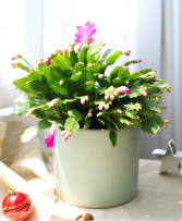Christmas Cactus Green & Blooming Plants