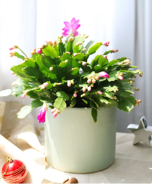 Christmas Cactus Green & Blooming Plants