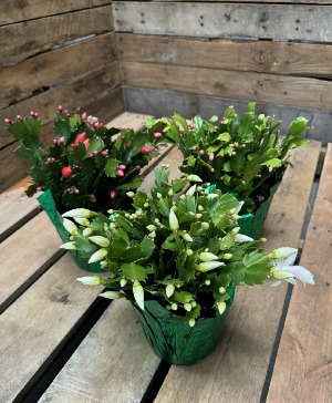 Christmas Cactus Green plant