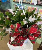 CHRISTMAS CACTUS HANGING BASKET 