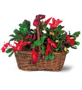 Christmas Cactus Holiday-Christmas