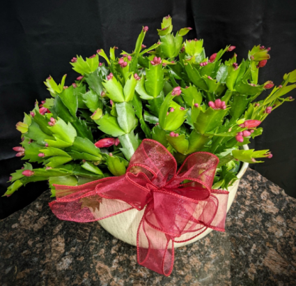 Christmas Cactus Holiday Special