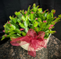 Christmas Cactus Holiday Special