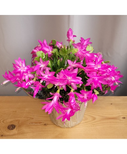 Christmas Cactus House Plant