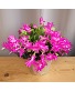 Christmas Cactus House Plant