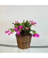 Christmas Cactus  House Plant 