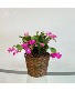 Christmas Cactus  House Plant 