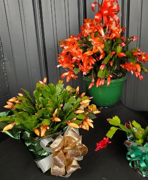 Christmas Cactus Houseplant