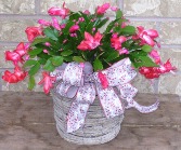 CHRISTMAS CACTUS IN A BASKET Indoor Blooming Plant