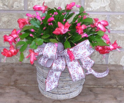 CHRISTMAS CACTUS IN A BASKET Indoor Blooming Plant