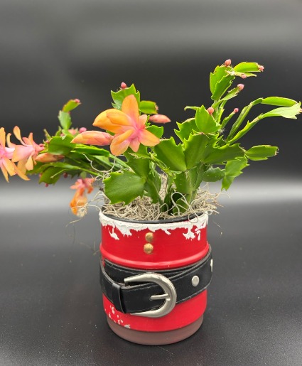 Christmas Cactus In Santa Pot