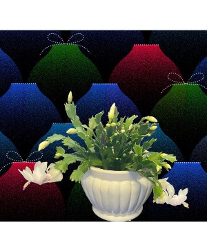 Christmas Cactus in White Ceramic Bowl Plant