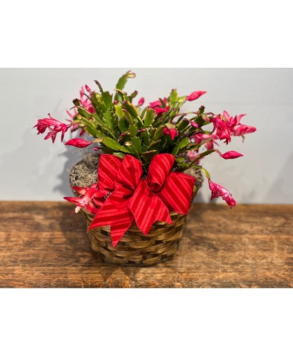 Christmas Cactus in wicker basket Plant