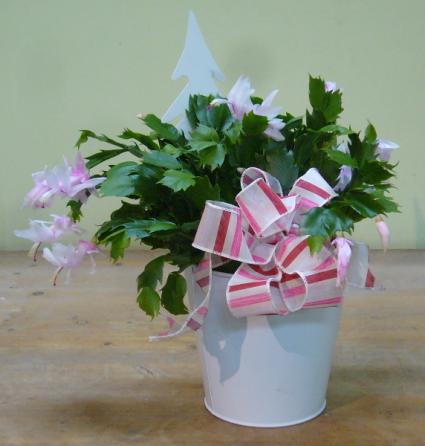 CHRISTMAS CACTUS Indoor Plant