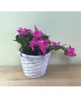 Christmas Cactus - New blooms basket arrangement