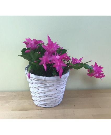 Zygote Cactus - New blooms basket arrangement