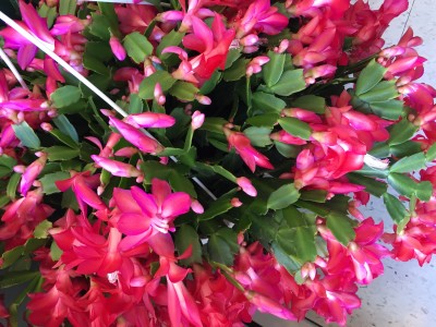 Christmas Cactus Plant