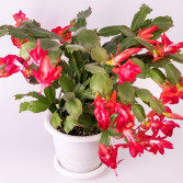 Christmas Cactus Plant