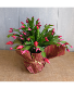 Christmas Cactus plant