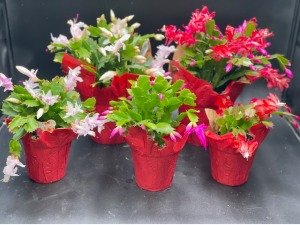 Christmas Cactus Plant