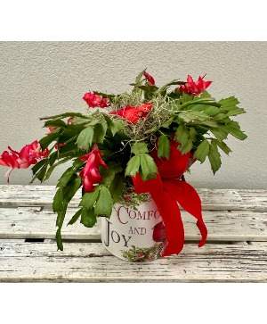 Christmas Cactus Plant