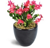 Christmas Cactus Plant