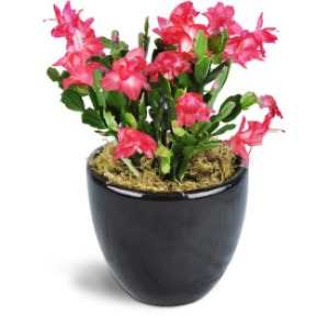 Christmas Cactus Plant