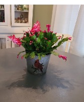 Christmas Cactus Plant