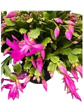 Christmas Cactus Plant