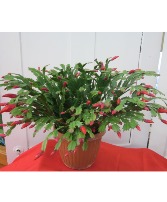 Christmas Cactus Plant
