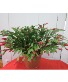 Christmas Cactus Plant