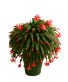 Christmas Cactus Plant