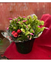 Christmas Cactus Plant