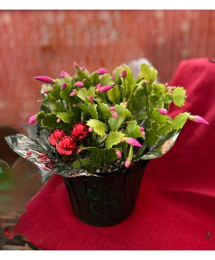 Christmas Cactus Plant