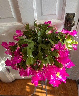 Christmas Cactus 