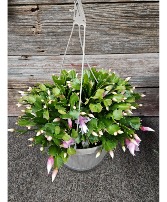 Christmas Cactus Plant