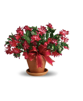 Christmas Cactus Planter