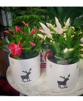 Christmas Cactus Potted Plant