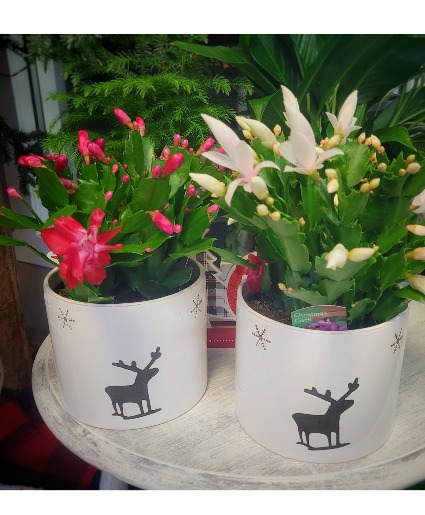 Christmas Cactus Potted Plant