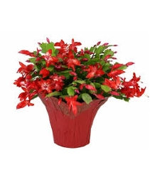Christmas Cactus FUNDRAISER