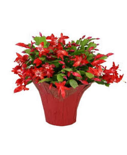 Christmas Cactus FUNDRAISER