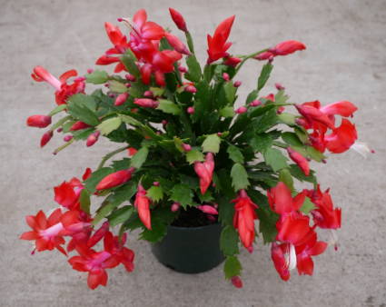 Christmas Cactus Red