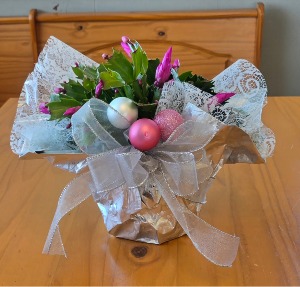 6in Christmas Cactus - Silver Plant