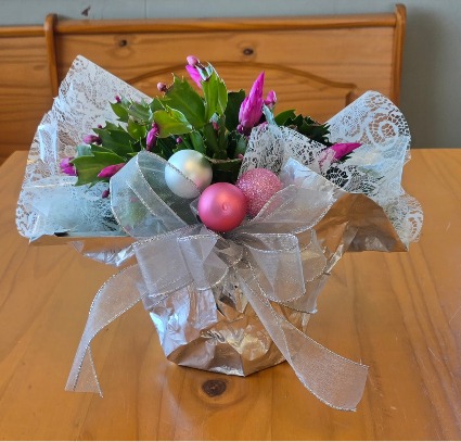 6in Christmas Cactus - Silver Plant