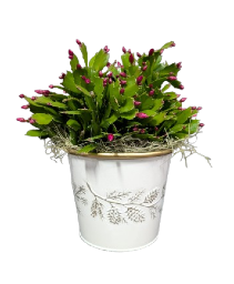 Christmas Cactus Upgraded 