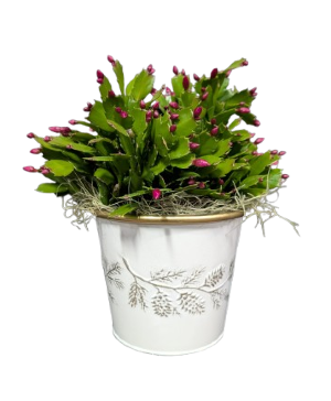Christmas Cactus Upgraded 